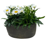 Leucanthemum Vulgare in Elliptic Ceramic Pot - Flowers Box London