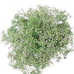 Light Green Gypsophila Bouquet