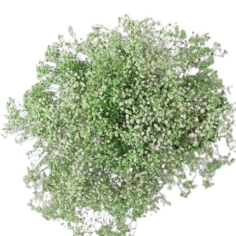 Light Green Gypsophila Bouquet