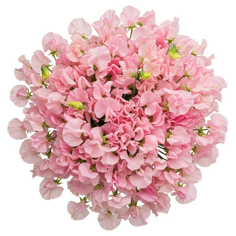 Light Pink Sweet Pea Bouquet - Flowers Box London
