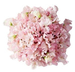 Light Pink Sweet Pea Bouquet