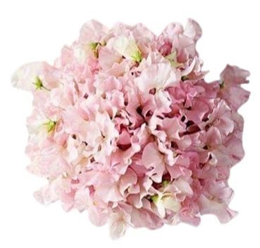 Light Pink Sweet Pea Bouquet