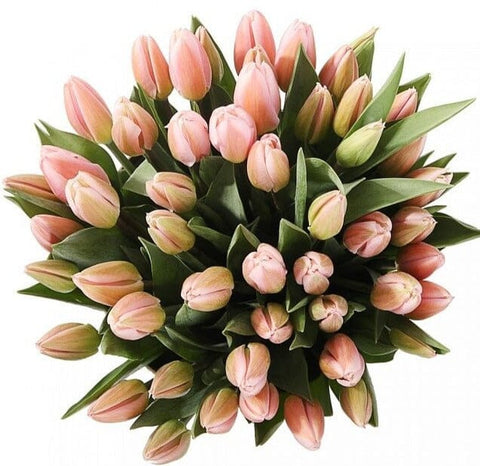 Light Pink Tulips Bouquet