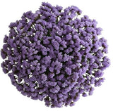 Light Purple Limonium Bouquet - Flowers Box London