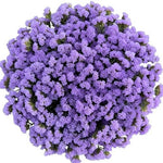 Light Purple Limonium Bouquet - Flowers Box London