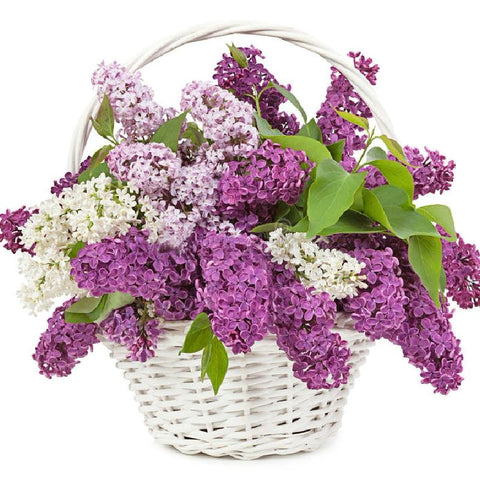 Lilac in the Basket
