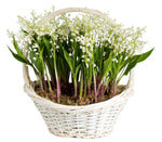 Lily of Valley with Roots Basket - Flowers Box London