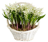 Lily of Valley with Roots Basket - Flowers Box London