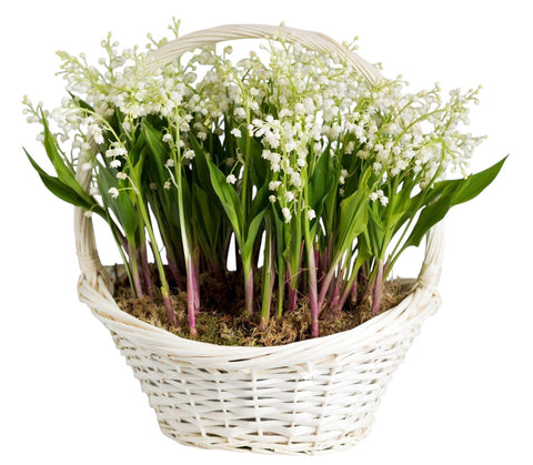 Lily of Valley with Roots Basket - Flowers Box London