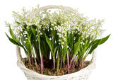 Lily of Valley with Roots Basket - Flowers Box London