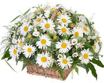 Lovely Basket of Daisy and Lisianthus - Flowers Box London