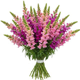 Lovely Bouquet of Cerise and Pink Snapdragons - Flowers Box London
