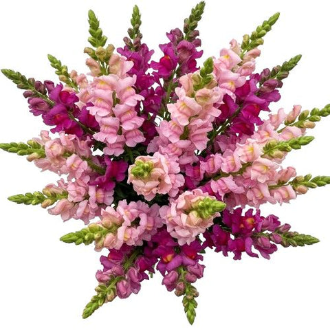 Lovely Bouquet of Cerise and Pink Snapdragons
