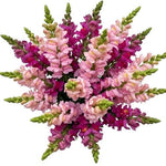 Lovely Bouquet of Cerise and Pink Snapdragons - Flowers Box London
