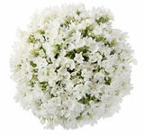 Lovely Bouquet of Paperwhite Ziva Narcissus - Flowers Box London
