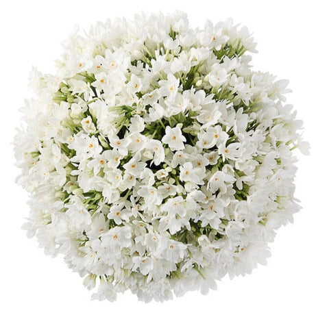 Lovely Bouquet of Paperwhite Ziva Narcissus - Flowers Box London