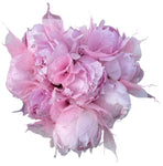 Lovely Peonies Box with Skeleton Leaves - Flowers Box London