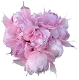 Lovely Peonies Box with Skeleton Leaves - Flowers Box London