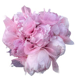 Lovely Peonies Box with Skeleton Leaves - Flowers Box London