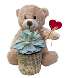 Lovely Succulent Basket with Teddy Bear Gift Set - Flowers Box London