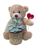 Lovely Succulent Basket with Teddy Bear Gift Set - Flowers Box London