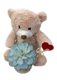 Lovely Succulent Basket with Teddy Bear Gift Set - Flowers Box London