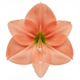 Luxury Amaryllis Hat Box - Flowers Box London