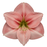 Luxury Amaryllis Hat Box - Flowers Box London