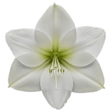 Luxury Amaryllis Hat Box - Flowers Box London