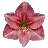 Luxury Amaryllis Hat Box - Flowers Box London