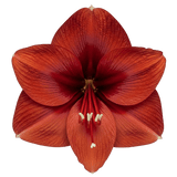 Luxury Amaryllis Hat Box - Flowers Box London