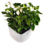 Luxury Anthurium Ceramic Pot - Flowers Box London