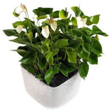Luxury Anthurium Ceramic Pot - Flowers Box London