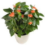 Luxury Anthurium Ceramic Pot - Flowers Box London