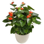 Luxury Anthurium Ceramic Pot - Flowers Box London