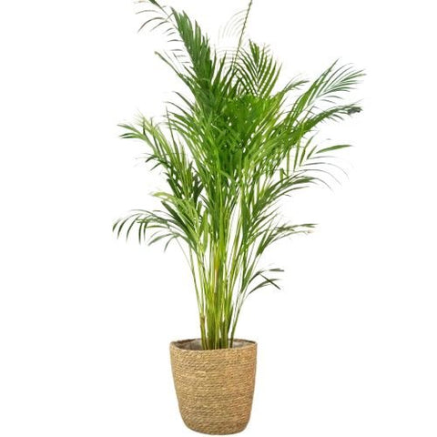 Luxury Areca Palm in Basket - Flowers Box London