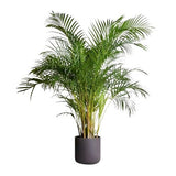 Luxury Areca Palm in Ceramic Pot - Flowers Box London