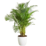 Luxury Areca Palm in Ceramic Pot - Flowers Box London