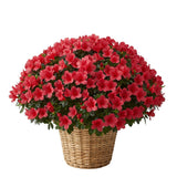 Luxury Azalea Basket Arrangement - Flowers Box London
