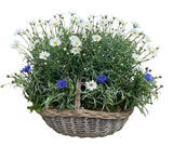 Luxury Basket of Daisy and Cornflowers Plants - Flowers Box London