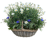 Luxury Basket of Daisy and Cornflowers Plants - Flowers Box London
