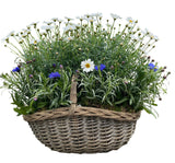 Luxury Basket of Daisy and Cornflowers Plants - Flowers Box London