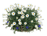 Luxury Basket of Daisy and Cornflowers Plants - Flowers Box London