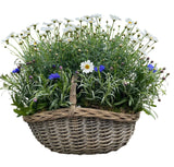 Luxury Basket of Daisy and Cornflowers Plants - Flowers Box London