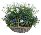 Luxury Basket of Daisy and Cornflowers Plants - Flowers Box London
