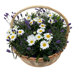 Luxury Basket of Daisy Leucanthemum and Lavendula - Flowers Box London