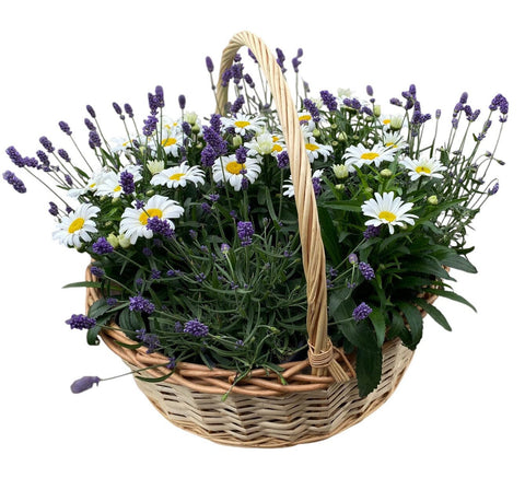 Luxury Basket of Daisy Leucanthemum and Lavendula - Flowers Box London