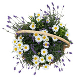 Luxury Basket of Daisy Leucanthemum and Lavendula - Flowers Box London