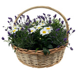 Luxury Basket of Daisy Leucanthemum and Lavendula - Flowers Box London