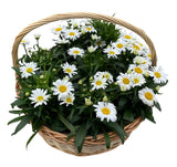 Luxury Basket of Shasta Daisy Leucanthemum - Flowers Box London